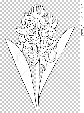 咲き誇る白いヒヤシンスの花の手描きの線画イラスト 135645962