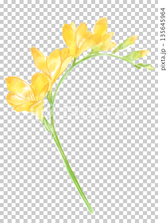 Hand-painted watercolor illustration of blooming freesia flowers 135645964