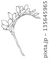 咲き誇るフリージアの花の手描きの線画イラスト 135645965