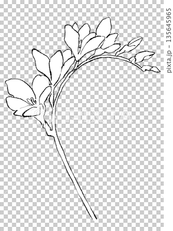 Hand drawn line art illustration of blooming freesia flowers 135645965