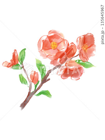 咲き誇るボケの花の手描きの水彩イラスト 135645967