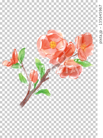 咲き誇るボケの花の手描きの水彩イラスト 135645967