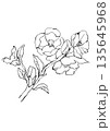 咲き誇るボケの花の手描きの線画イラスト 135645968