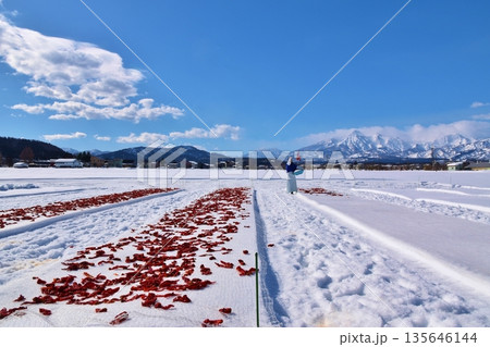 唐辛子の雪さらし 新潟 唐辛子の雪さらし 新潟 135646144