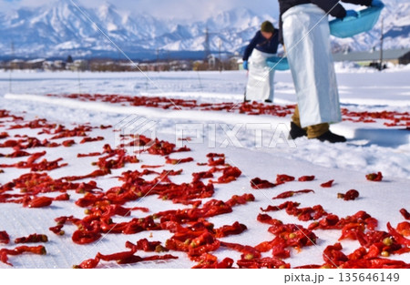 唐辛子の雪さらし　新潟 135646149