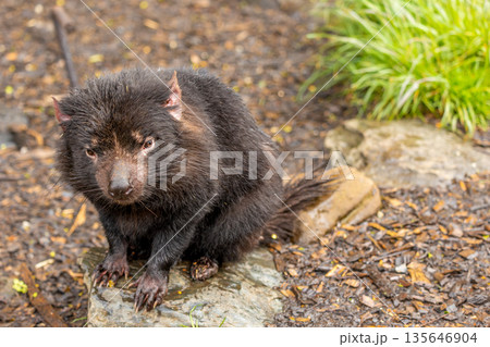 Close up of a Tasmanian Devil sitting on a rock looking at the camera in Tasmania, Australia Close up of a Tasmanian Devil sitting on a rock looking at the camera in Tasmania, Australia 135646904