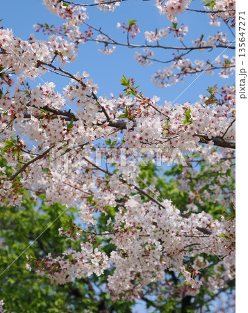 春、桜のイメージ 135647271