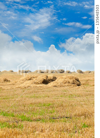 Rural agricultural landscape with piles of dry hay. Rural agricultural landscape with piles of dry hay. 135648503