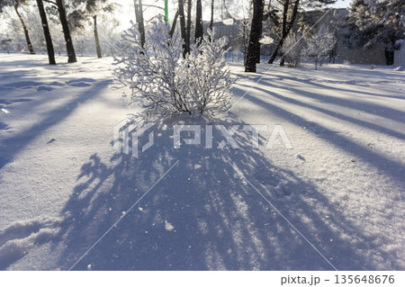 Stunning snow-covered trees and bush covered with frost on a frosty sunny day. Sun shadows on snow 135648676