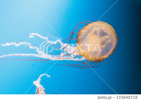 underwater photography jellyfish Chrysaora fuscescens, Pacific sea nettle, West Coast sea nettle 135648728