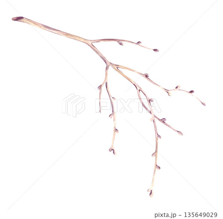 A single brown tree branch is hand-drawn. Watercolor illustration of a botanical element on an isolated background. A clipart in natural colors of a bare branch without leaves for decorating autumn 135649029