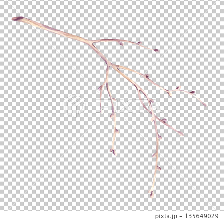 A single brown tree branch is hand-drawn. Watercolor illustration of a botanical element on an isolated background. A clipart in natural colors of a bare branch without leaves for decorating autumn 135649029