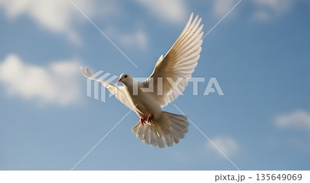 white seagull flying against the blue sky 135649069