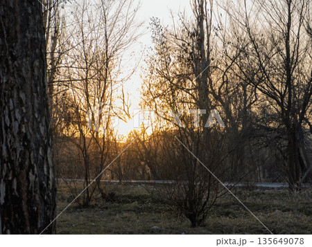 Silhouette of bare trees in a forest at sunset. Golden hour sunlight shining through branches in winter landscape Silhouette of bare trees in a forest at sunset. Golden hour sunlight shining through branches in winter landscape 135649078