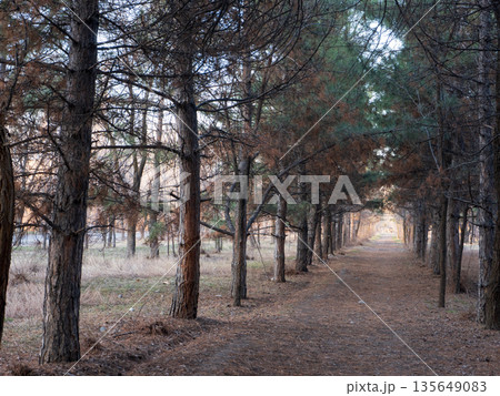 Path through a pine forest with dry brown needles. Perspective view of a dirt trail lined by tall trees in autumn. Nature landscape background Path through a pine forest with dry brown needles. Perspective view of a dirt trail lined by tall trees in autumn. Nature landscape background 135649083
