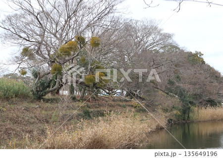 2024年・福岡・福岡市・風景・中央区城内・舞鶴公園・其の四十五 2024年・福岡・福岡市・風景・中央区城内・舞鶴公園・其の四十五 135649196