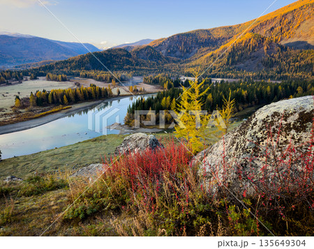 Autumn river valley panorama in Altai mountains with golden light and colorful forest Autumn river valley panorama in Altai mountains with golden light and colorful forest 135649304