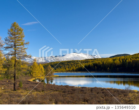 Autumn mountains and snow capped peaks reflect in tranquil lake surrounded by golden pines 135649310