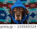 Labrador Retriever Dog in blue hat and scarf sits on floor with sad face against colored background. 135649324