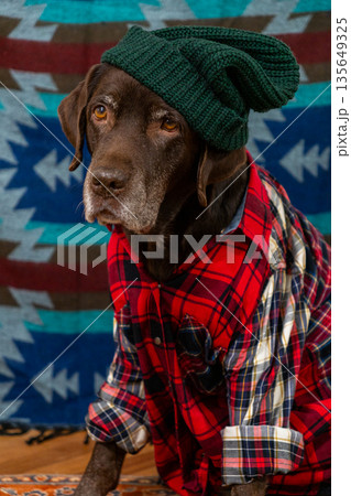 Labrador Retriever Dog in red shirt green hat sits on floor, sad face against colored background. Labrador Retriever Dog in red shirt green hat sits on floor, sad face against colored background. 135649325