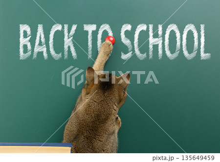A domestic tabby cat stands with its back to the words BACK TO SCHOOL 135649459