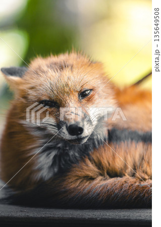 くつろぐキタキツネ 正面 135649508