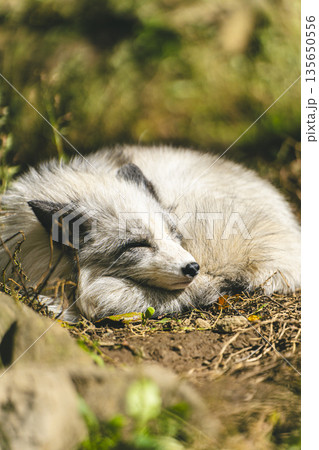 眠っているプラチナキツネ 眠っているプラチナキツネ 135650556
