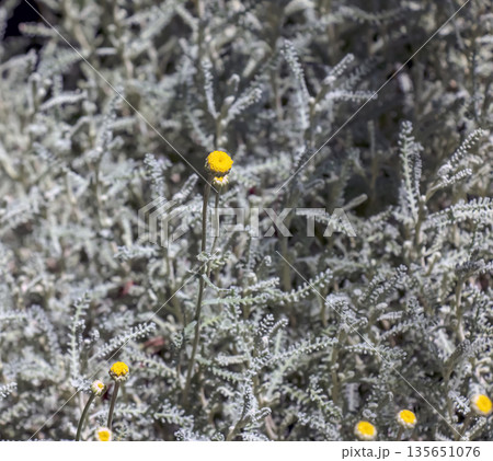 Yellow flowers and silvery stems of the Santolina chamaecyparissus, an evergreen perennial subshrub known for its fragrant, silvery-gray foliage and vibrant, button-shaped yellow flowers. 135651076