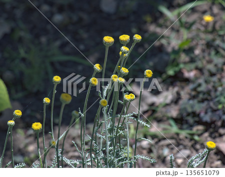 Yellow flowers and silvery stems of Santolina chamaecyparissus, an evergreen perennial subshrub known for its fragrant, silvery-gray foliage and vibrant, button-shaped yellow flowers. Yellow flowers and silvery stems of Santolina chamaecyparissus, an evergreen perennial subshrub known for its fragrant, silvery-gray foliage and vibrant, button-shaped yellow flowers. 135651079