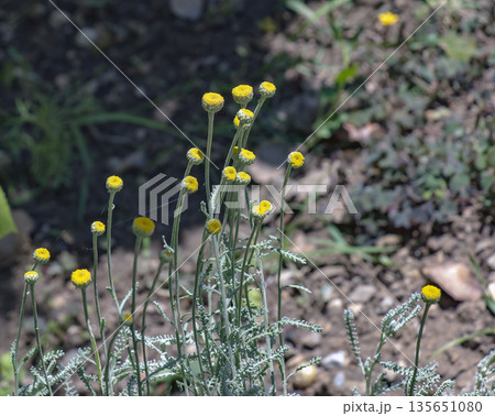 Yellow flowers and silvery stems of Santolina chamaecyparissus, evergreen perennial subshrub known for its fragrant, silvery-gray foliage and vibrant, button-shaped yellow flowers. Yellow flowers and silvery stems of Santolina chamaecyparissus, evergreen perennial subshrub known for its fragrant, silvery-gray foliage and vibrant, button-shaped yellow flowers. 135651080