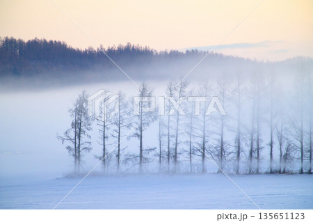 気嵐と防風林 135651123