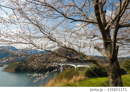 ダムの桜(大分県大分市野津原) ダムの桜(大分県大分市野津原) 135651171
