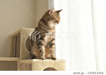 ねこのいる窓際の風景 135651438