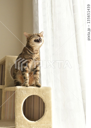 ねこのいる窓際の風景 135651439