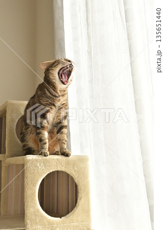 ねこのいる窓際の風景 ねこのいる窓際の風景 135651440