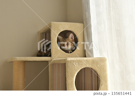 ねこのいる窓際の風景 ねこのいる窓際の風景 135651441