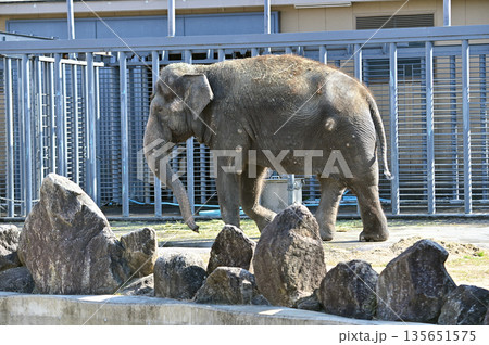 歩くアジアゾウ 歩くアジアゾウ 135651575