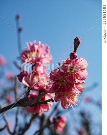 春の陽光に透ける美しい紅梅の枝 春の陽光に透ける美しい紅梅の枝 135651593