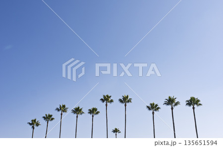 抜けるような青空と南国のヤシの木並木 135651594