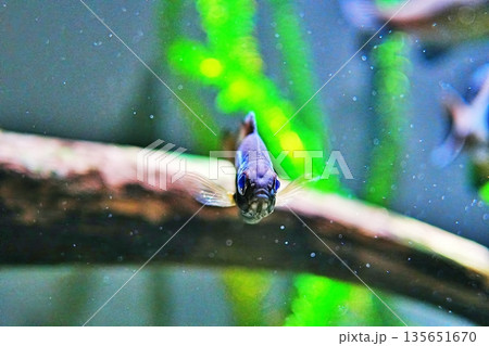 マリアージュキッシングワイドフィン 135651670