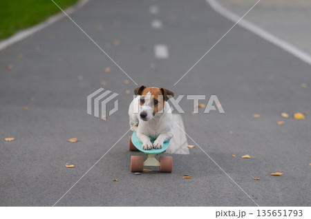 A Jack Russell Terrier rides a penny board in an autumn park. 135651793