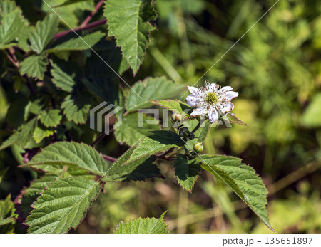White blackberry or Rubus fruticosus blooms with delicate petals and bright green leaves basking in the sun 135651897