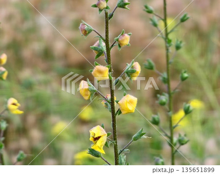 Verbascum sinuatum, a branched stem covered in stellate hairs and yellow flowers with red hairy stamens. A silky-leaved, mullein-like herbaceous flowering plant from figwort family Scrophulariaceae. Verbascum sinuatum, a branched stem covered in stellate hairs and yellow flowers with red hairy stamens. A silky-leaved, mullein-like herbaceous flowering plant from figwort family Scrophulariaceae. 135651899