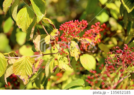 ガマズミの実 135652185