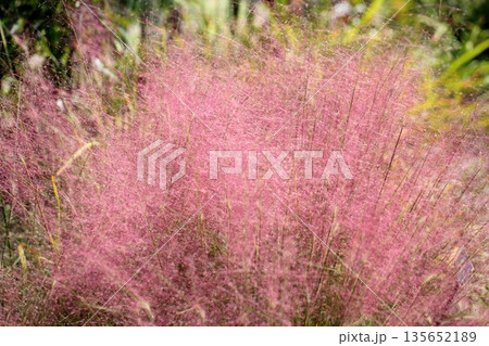 ミュウレンベルギアの花　カピラリス 135652189