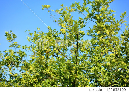 爽やか　色づく　レモンの実 135652190