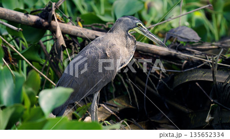 Bare throated tiger heron standing in costa rica wetland 135652334