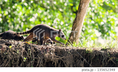 Crab eating raccoons exploring sierpe mangrove forest 135652349