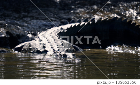 Crocodile emerging from water in sierpe mangrove forest 135652350
