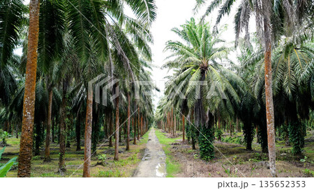 Palm oil plantation expanding tropical agriculture with monoculture Palm oil plantation expanding tropical agriculture with monoculture 135652353